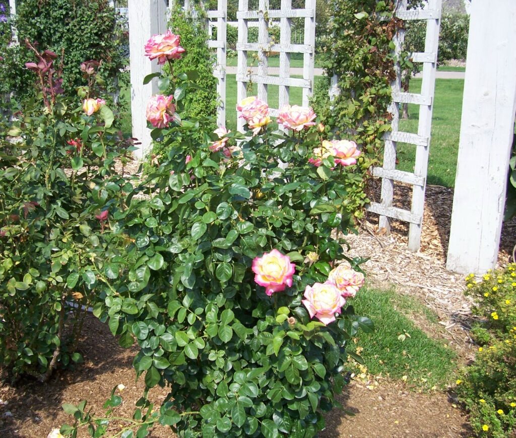 Roses; University of Minnesota