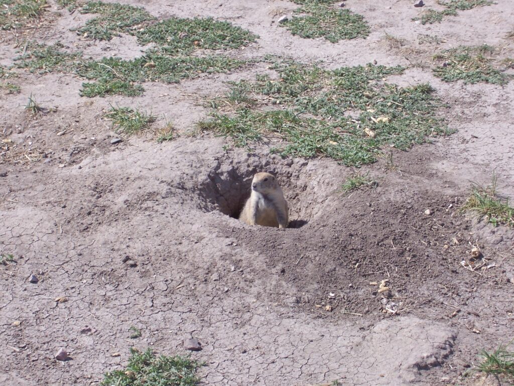 Prairie dog