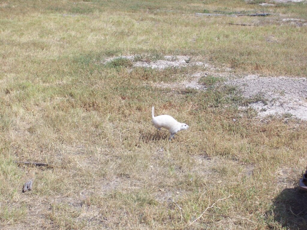 White prairie dog racing for home