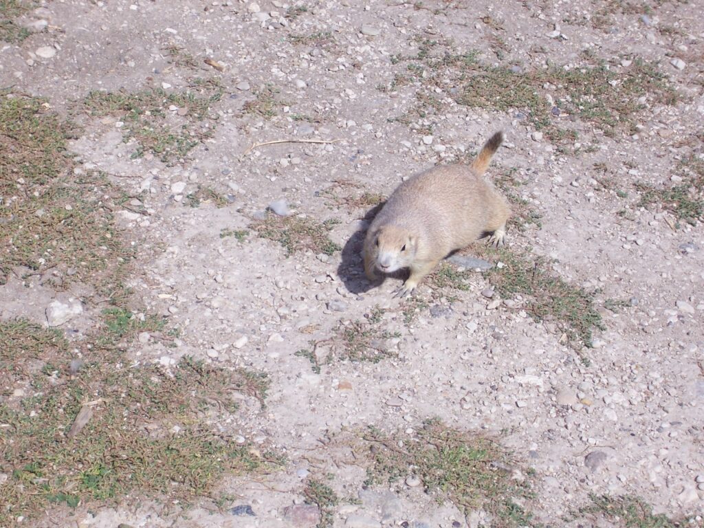 Chunky prairie dog