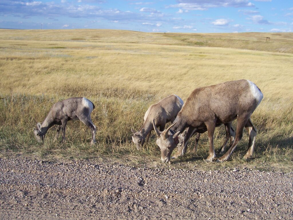 photo-female-bighorn-sheep