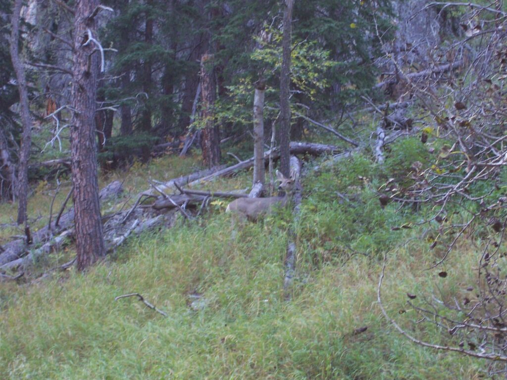 photo-deer-grazing