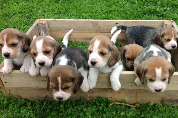 Beagle Puppies