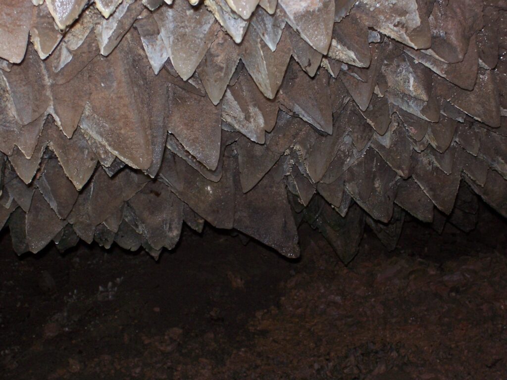 photo-dog-tooth-crystals