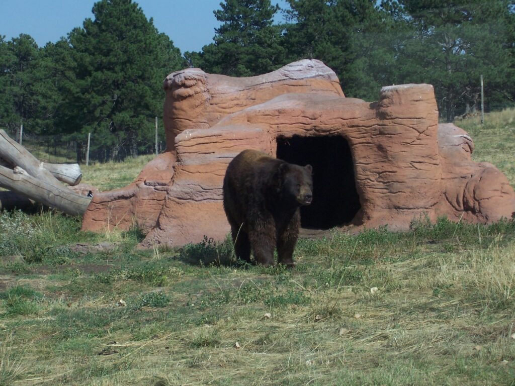 photo-bear-standing-by-man-made-cave
