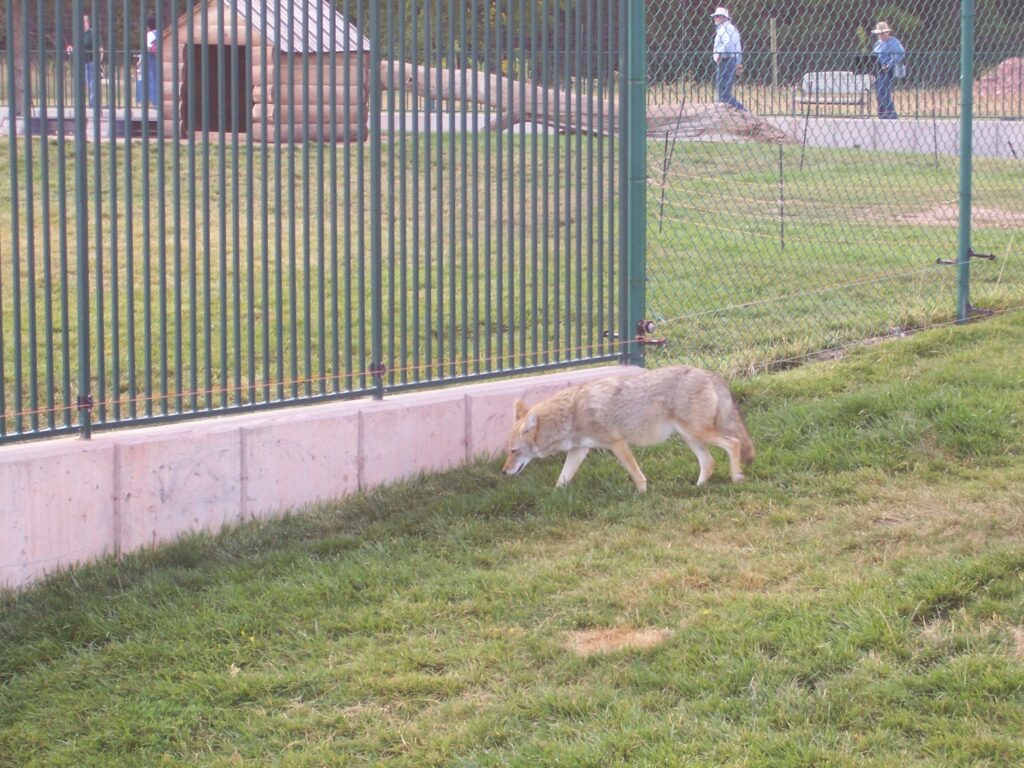 photo-coyote