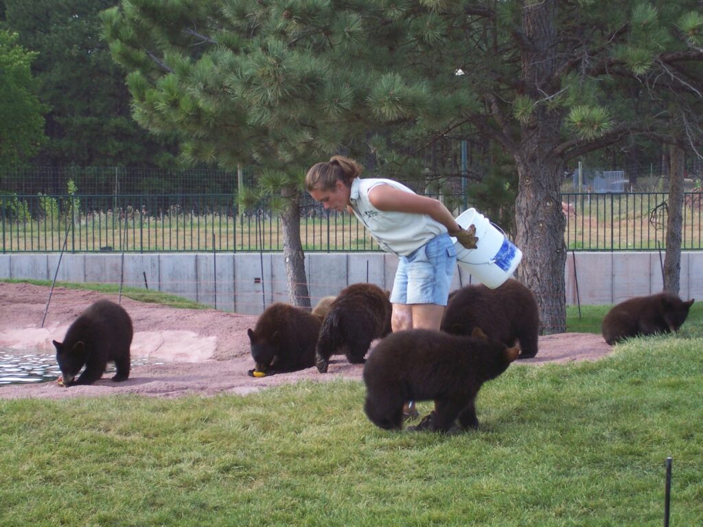 photo-feeder-bringing-veggies-to-baby-bears