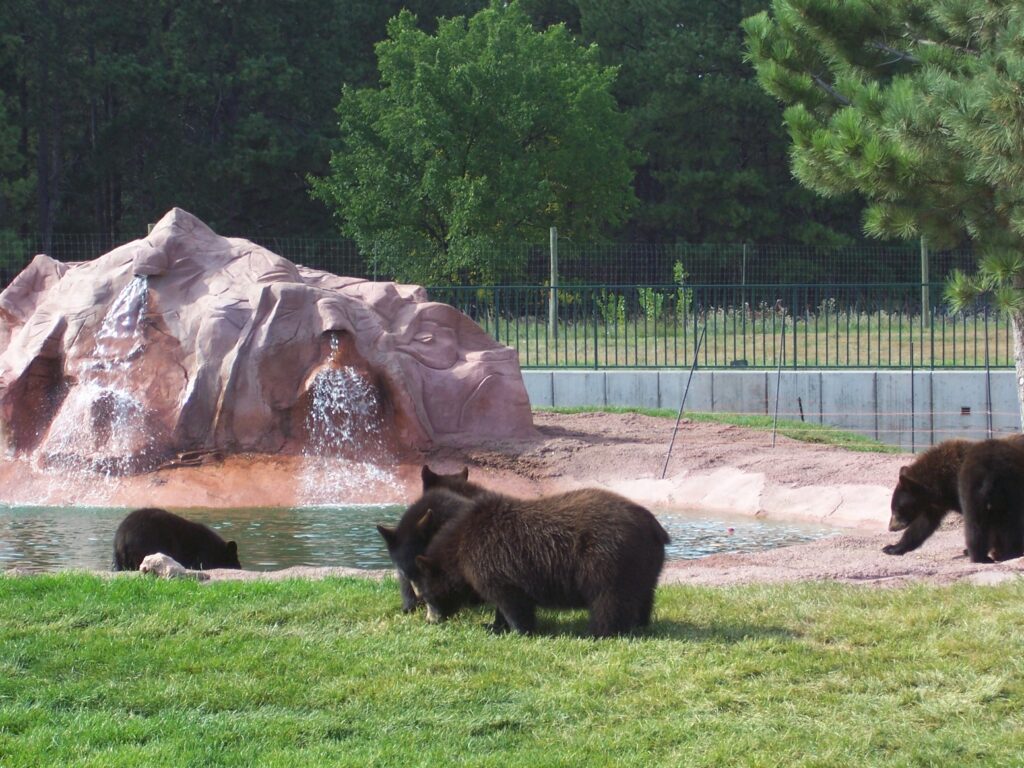 photo-baby-bears-by-man-made-pond
