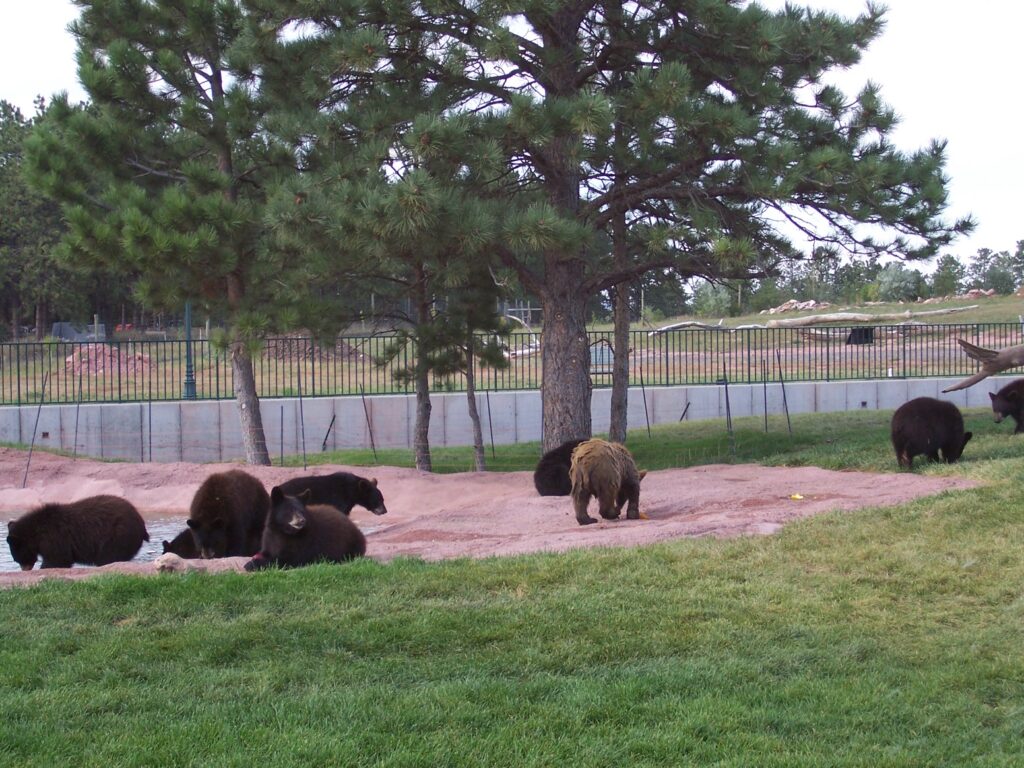 photo-9-baby-bears-by-pond