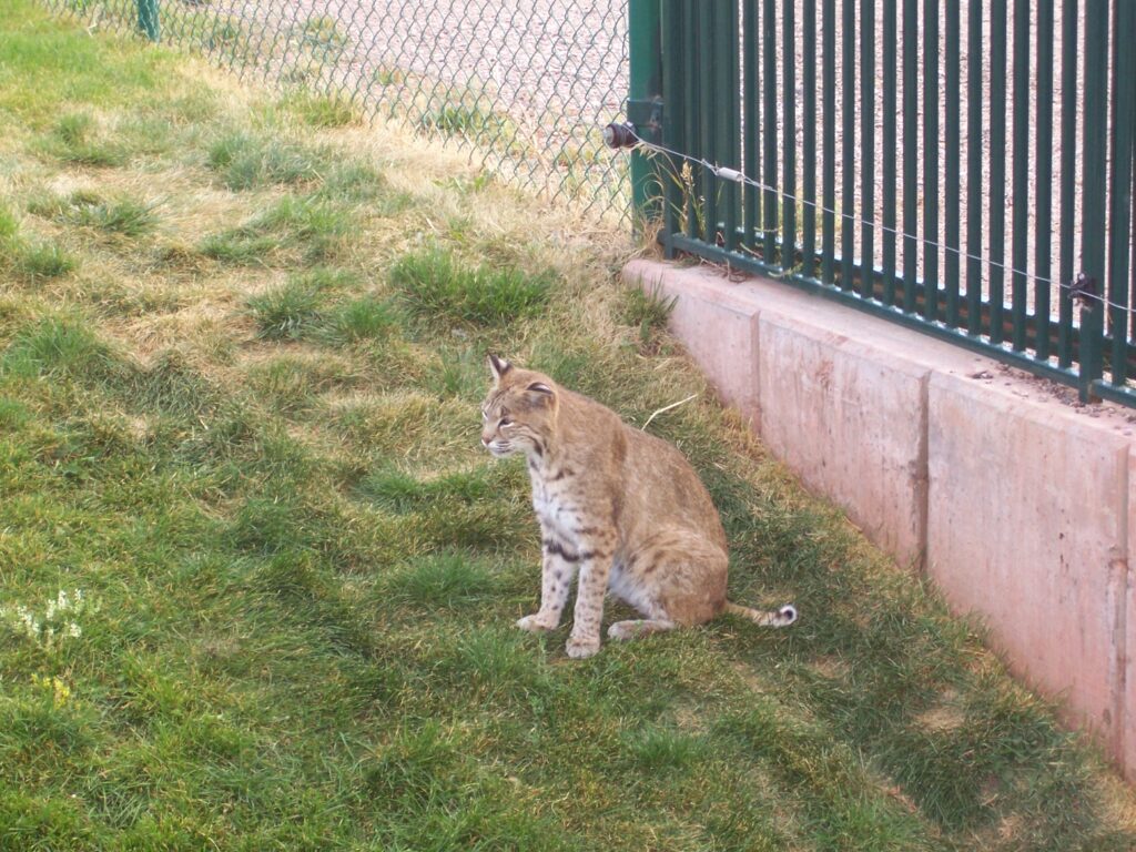 photo-Canadian-lynx