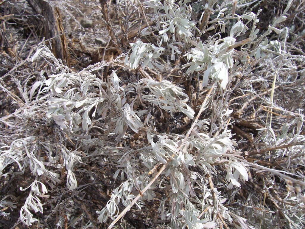 photo-closeup-sagebrush