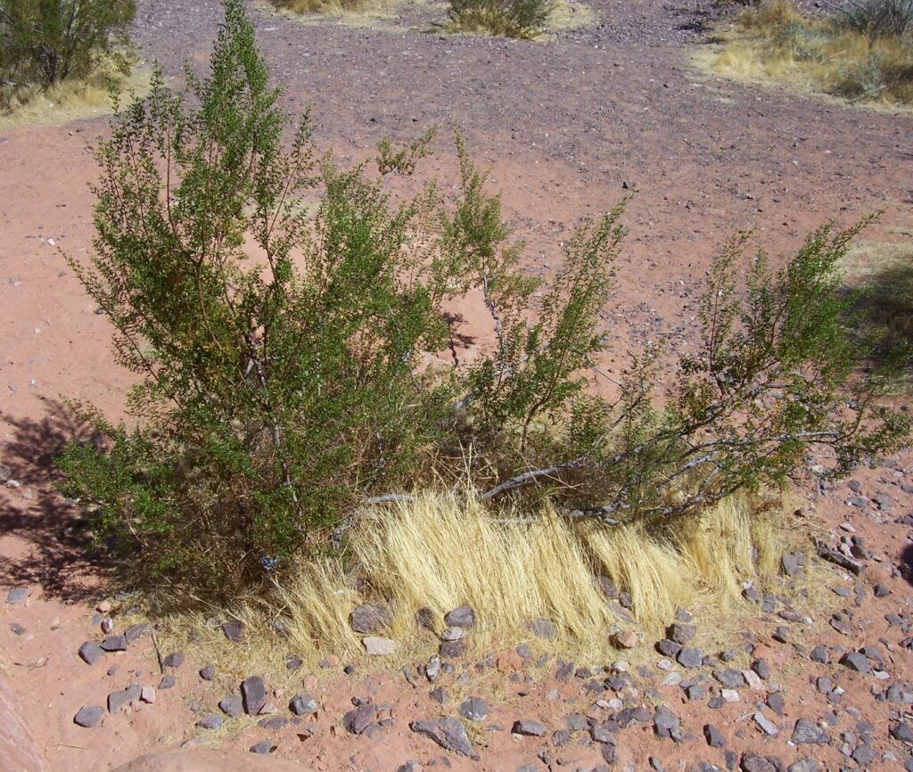 photo-AZ-scrub-desert-brush