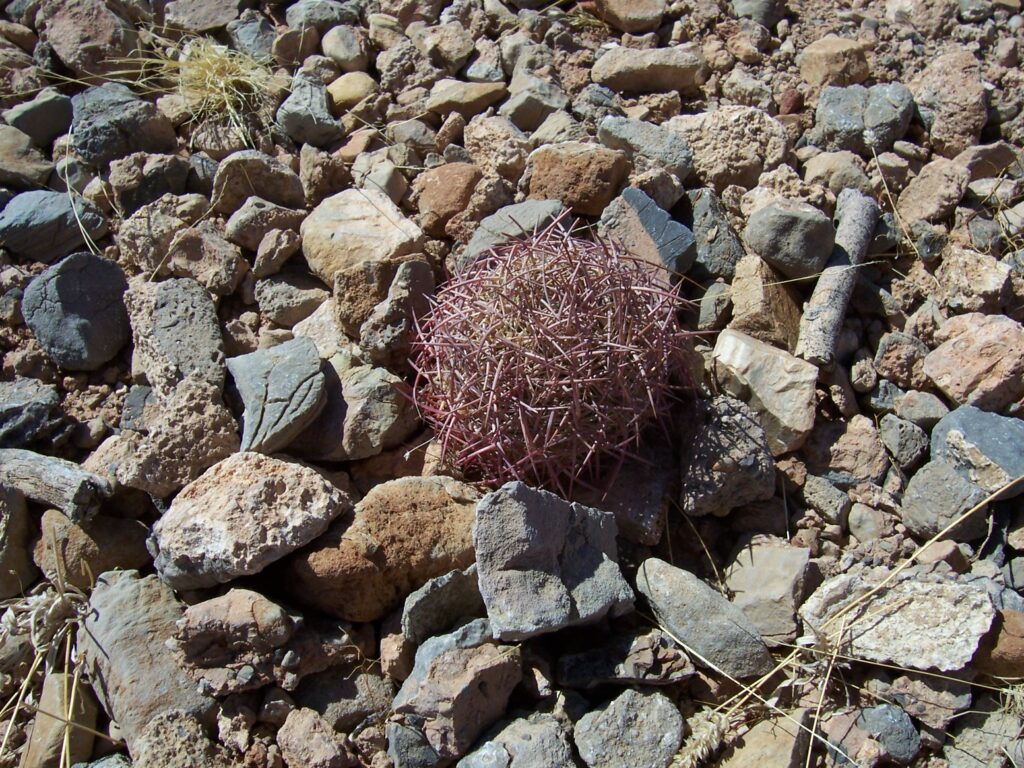 photo-AZ-pricker-ball